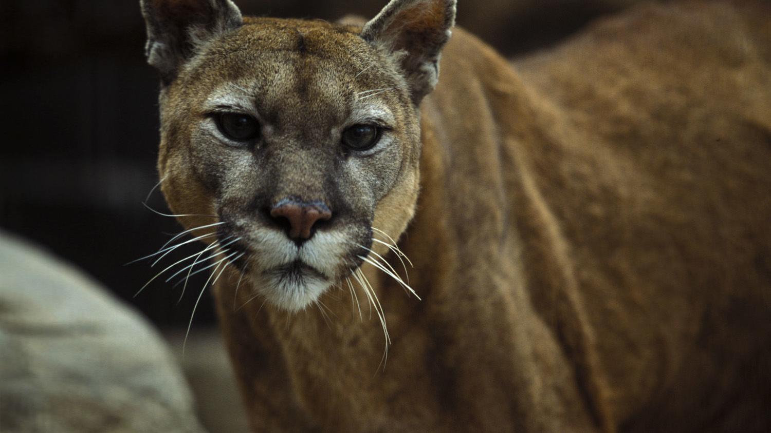 Mountain lions confirmed in city of Norfolk, east of Lincoln